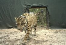 Denunciaron la desaparición de Acaí, la yaguareté silvestre que había sido liberada en El Impenetrable de Chaco